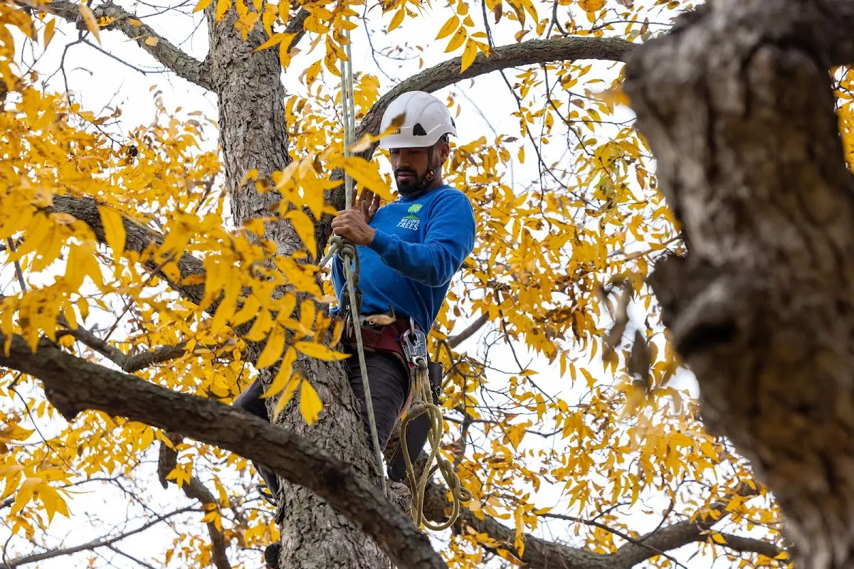 Skilled Tree Transplanting crew working in Brunswick